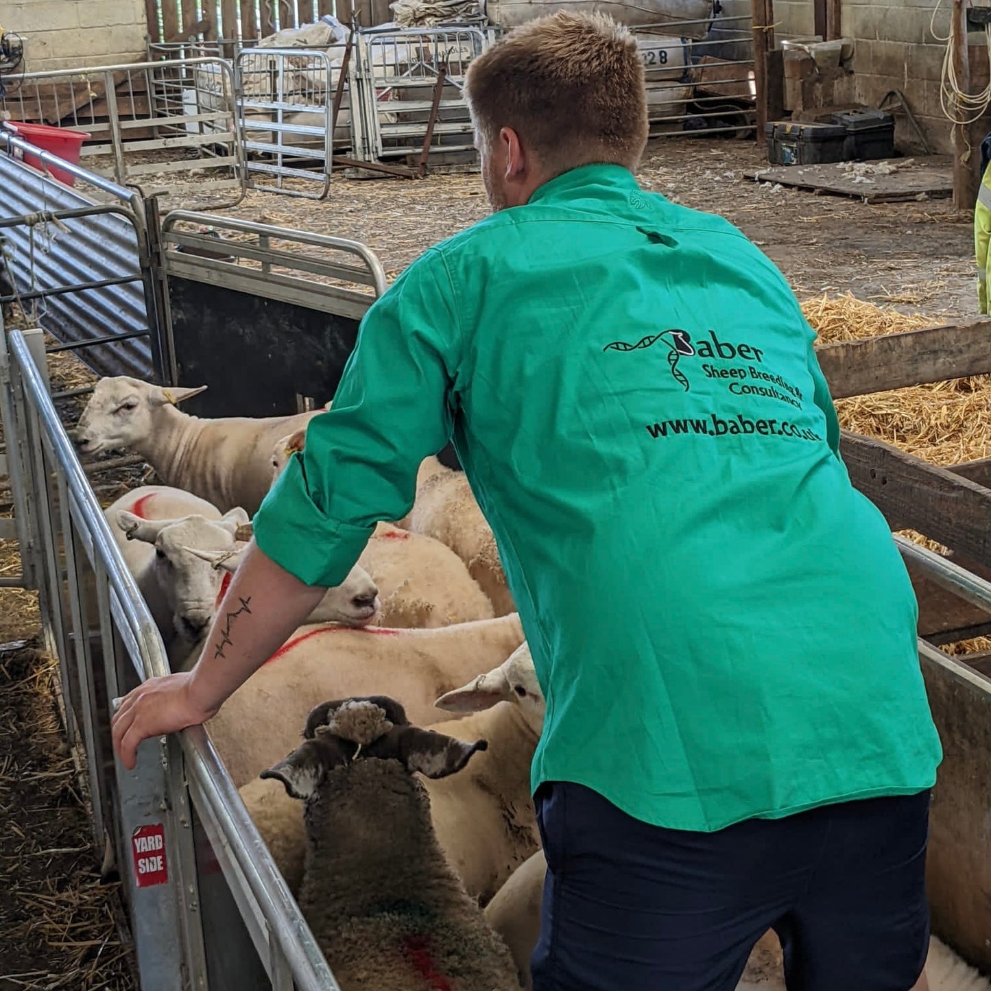 Australian Brumby Work Shirts (Unisex) - Green